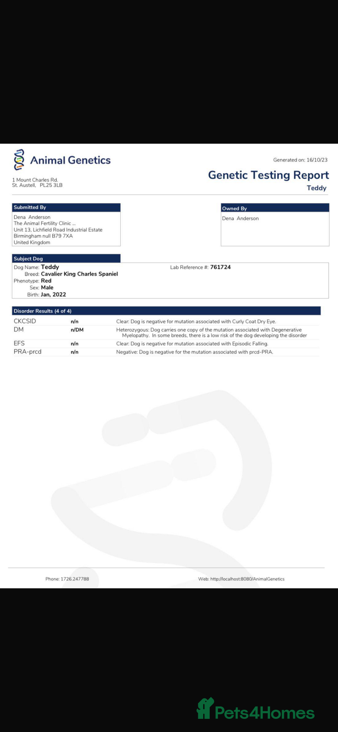 Cavalier King Charles Spaniel dogs for stud: Beautiful stud dog - Advert 5