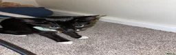 British Shorthair cats for sale:  Tuxedo Female Kitten Looking for Her Forever Home - Advert 2