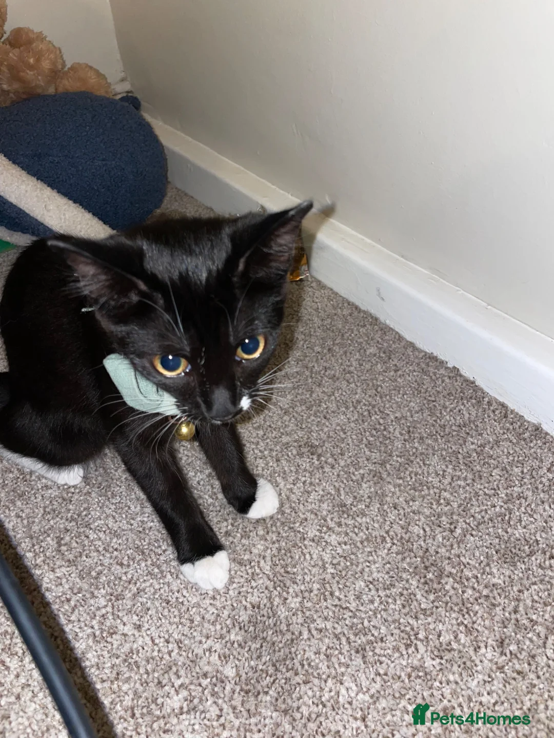 British Shorthair cats for sale:  Tuxedo Female Kitten Looking for Her Forever Home - Advert 2