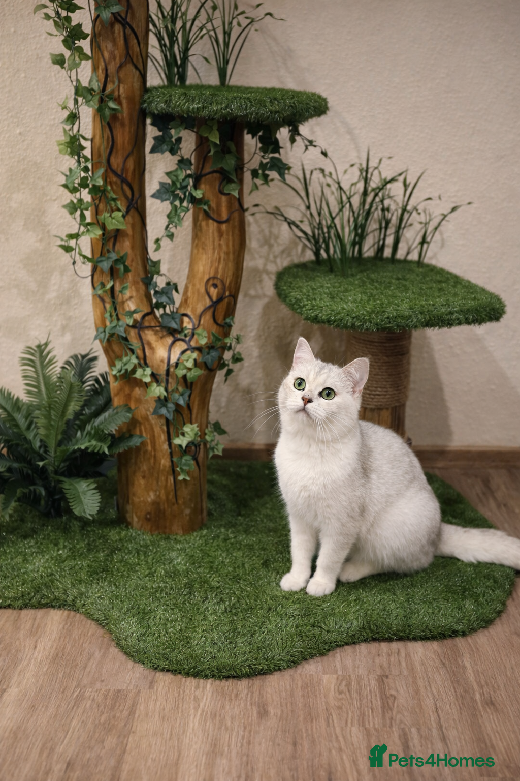 British Shorthair cats British Shorthair Silver Shaded stud NS11 - Advert 4