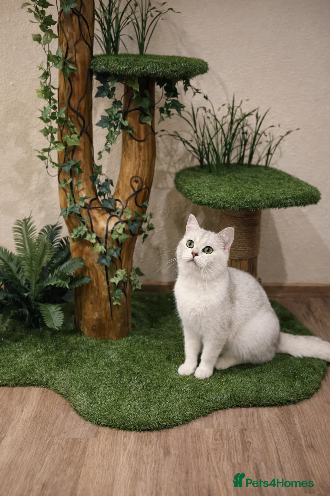 British Shorthair cats for stud: British Shorthair Silver Shaded stud NS11 - Advert 1