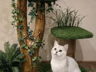 British Shorthair cats British Shorthair Silver Shaded stud NS11 - Advert 4