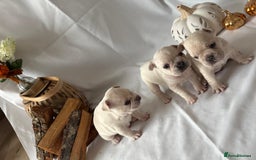 French Bulldog dogs for sale: French Bulldog Puppies – 3 Boys Available - Advert 1