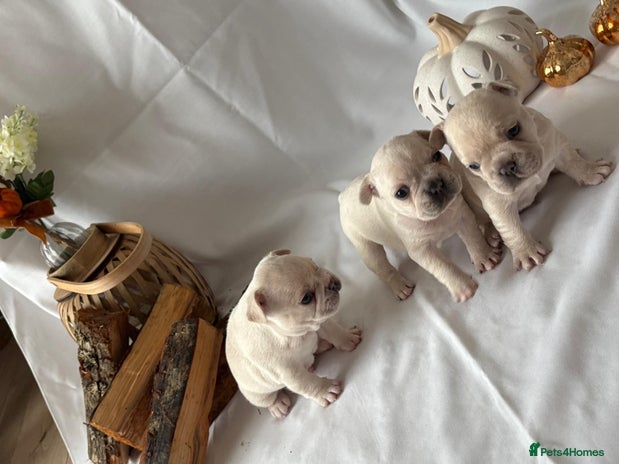 French Bulldog dogs French Bulldog Puppies – 3 Boys Available - Advert 1