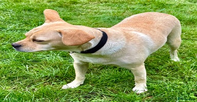 Jack Russell dogs - Advert 10