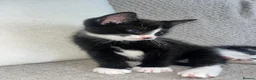 Mixed Breed cats for sale: Adorable kittens for sale - Advert 15