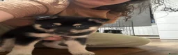 Pomsky dogs for sale: Husky/Pomsky puppies for sale - Advert 2