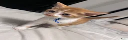 Mixed Breed cats for sale: X4 male kittens  in Hornsea - Advert 19