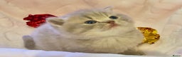 Scottish Fold cats for sale: 🧸😻ABSOLUTELY BEAUTIFUL TICA SCOTTISH/BSH😻🧸 - Advert 3