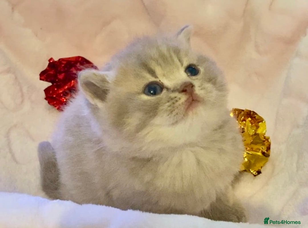 Scottish Fold cats for sale: 🧸😻ABSOLUTELY BEAUTIFUL TICA SCOTTISH/BSH😻🧸 - Advert 3