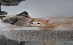 Mixed Breed cats for sale: Ragdoll x £300 Tabby and ginger £150 black & white - Image 11