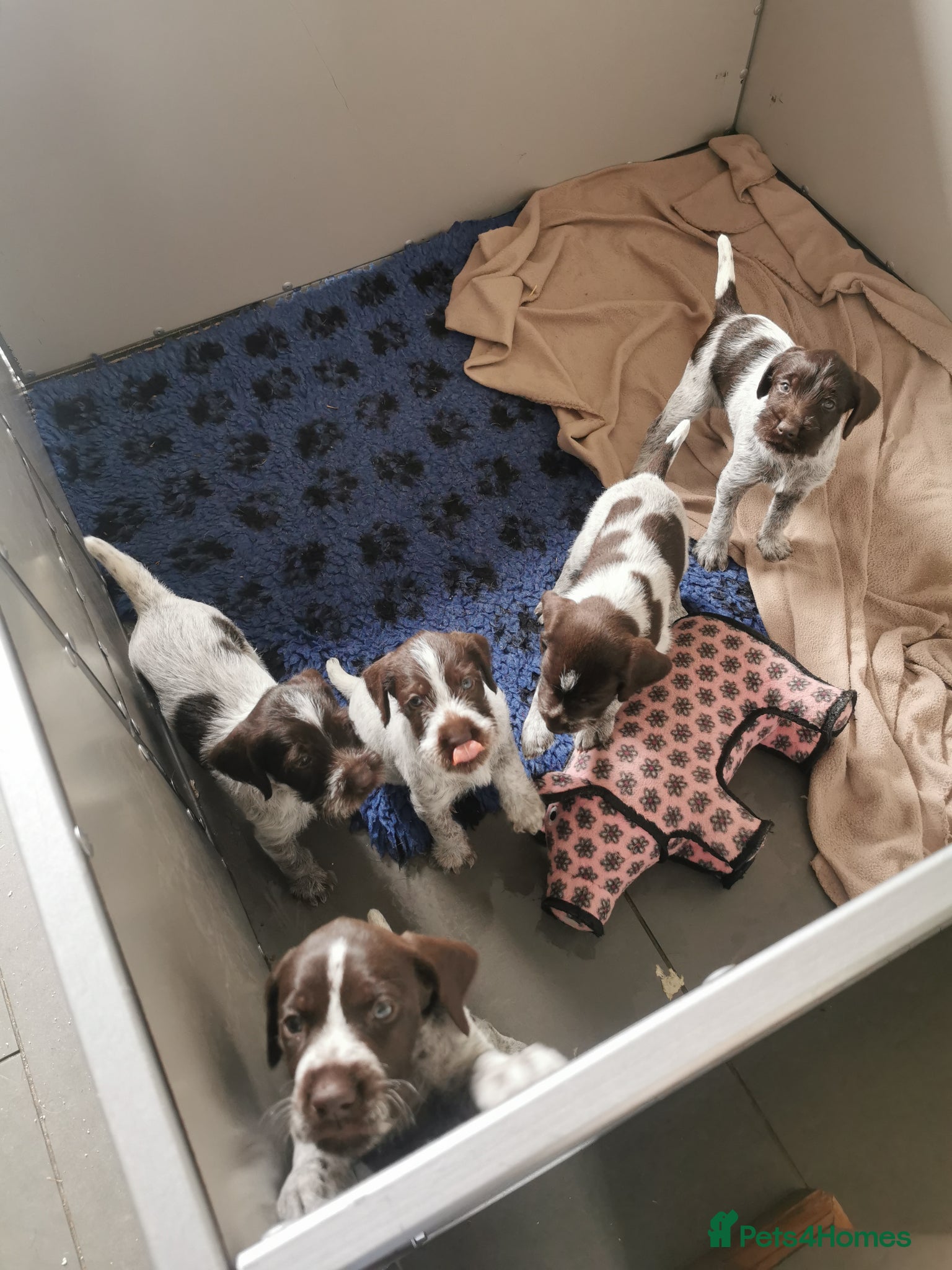 German Wirehaired Pointer dogs 4 x beautiful german wirehaired pointers  - Advert 6
