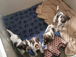 German Wirehaired Pointer dogs 4 x beautiful german wirehaired pointers - Advert 6