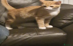 Domestic Shorthair cats for sale: Tom kitten ginger - Image 4