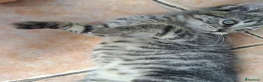 Mixed Breed 2