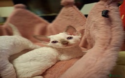 Devon Rex cats for sale: 🐱 Wonderful kittens Devon rex - Image 1