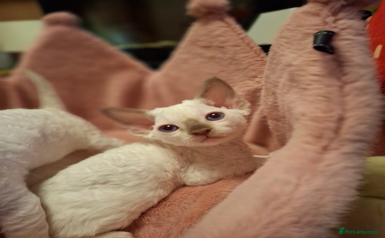 Devon Rex cats - Advert 1