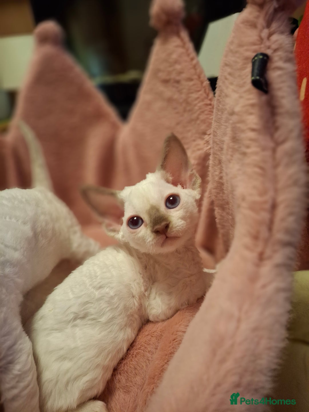 Devon Rex cats for sale: 🐱 Wonderful kittens Devon rex - Image 1