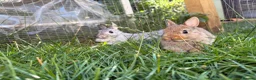 Netherland Dwarf rabbits for sale: Pure netherland dwarf  - Advert 2