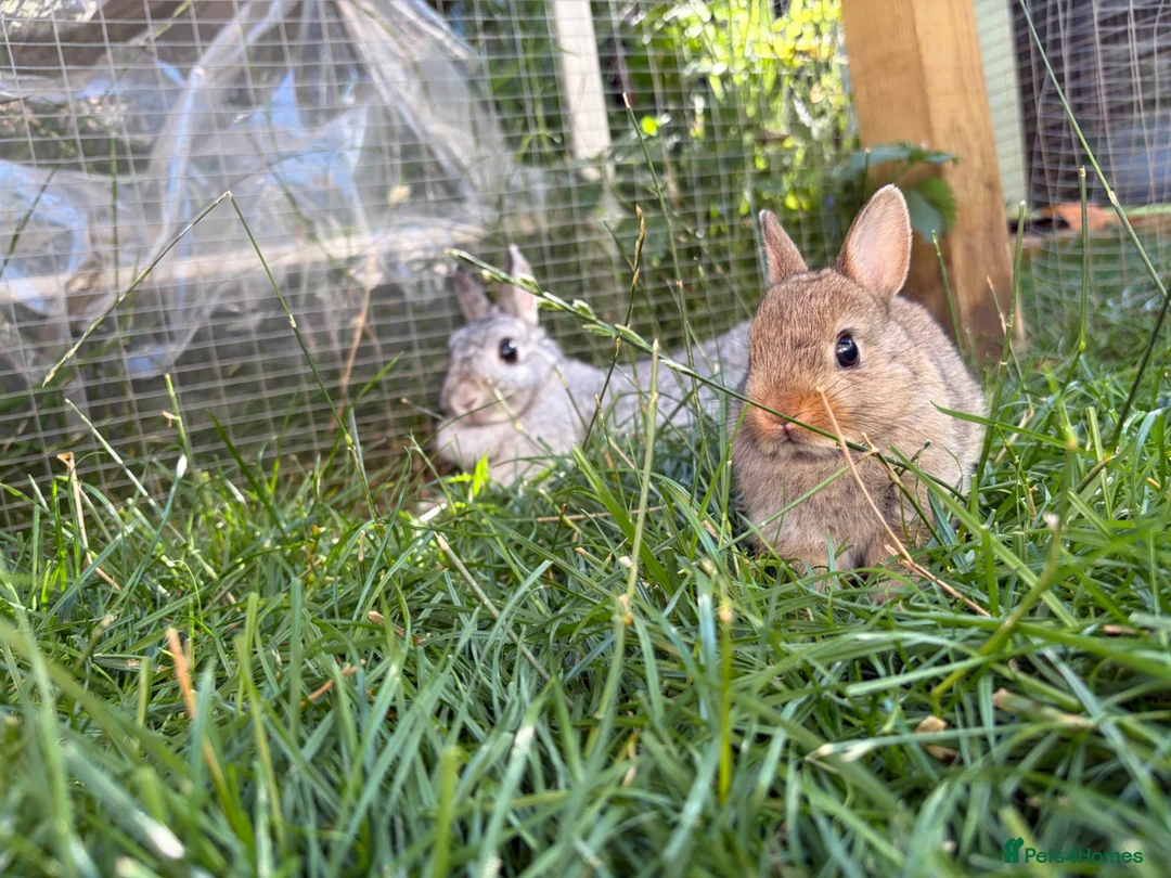 Netherland Dwarf rabbits for sale: Pure netherland dwarf  - Advert 2