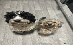 Mixed Breed dogs for sale: READY HALLOWEEN Stunning ShihpooXSproodle puppies - Image 17