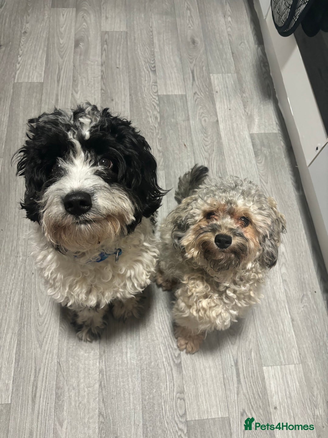 Mixed Breed dogs for sale: READY HALLOWEEN Stunning ShihpooXSproodle puppies - Image 17