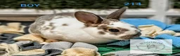 Mixed Breed rabbits for sale: Beautiful bunnies to reserve  - Advert 2