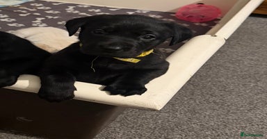 Labrador Retriever dogs - Advert 5