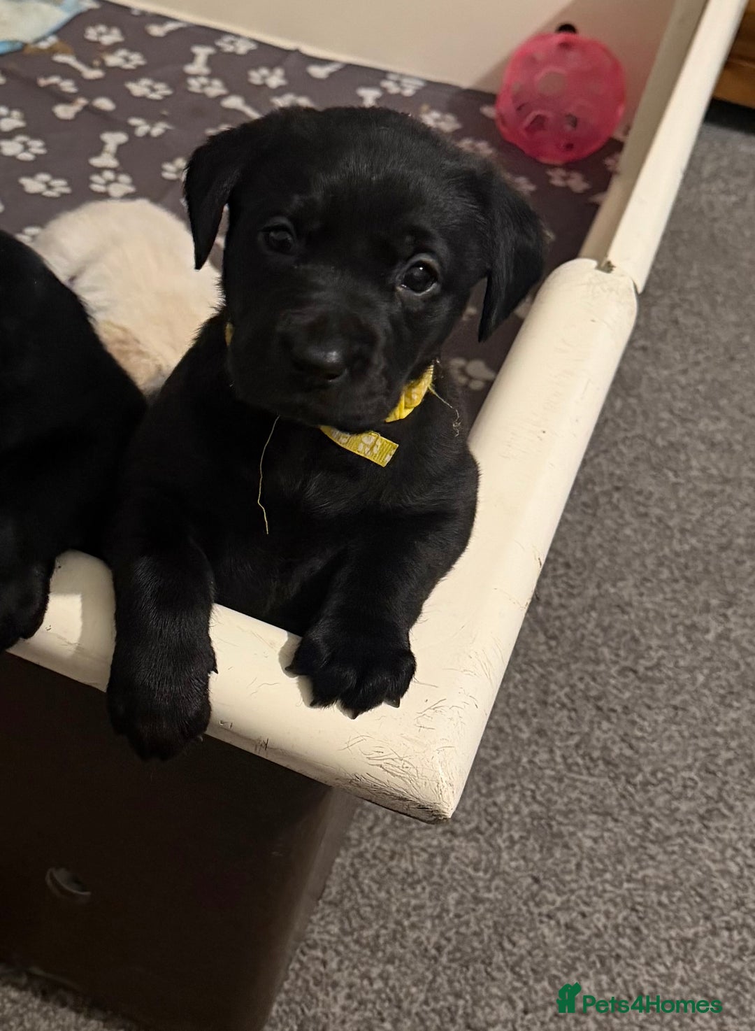 Labrador Retriever dogs for sale: Beautiful labrador - last girl (yellow collar) - Image 2