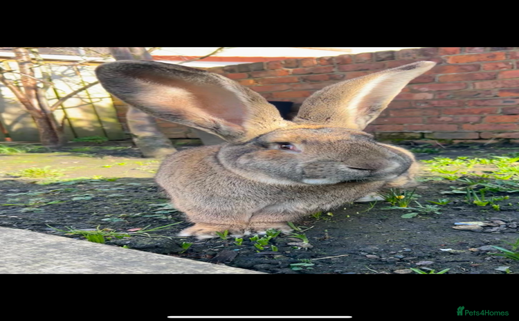 Continental Giant rabbits - Advert 1