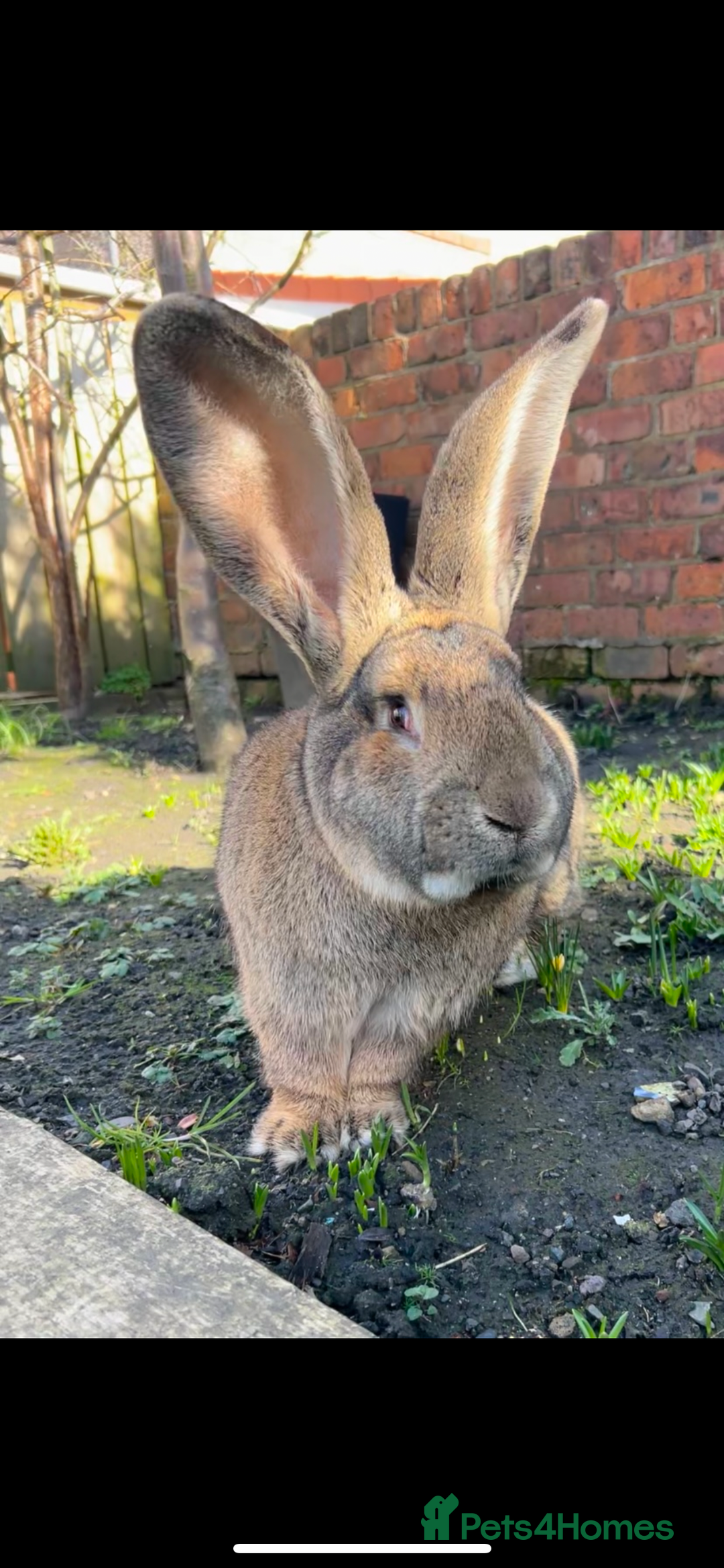 Continental Giant rabbits for sale: Continental giant male  - Image 1