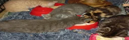 Mixed Breed cats for sale: 5 beautiful kittens  - Advert 2