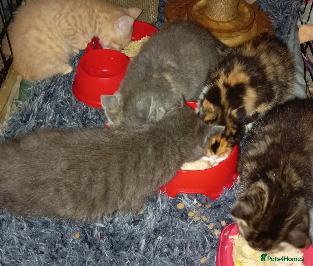 Mixed Breed cats for sale: 5 beautiful kittens  - Advert 2