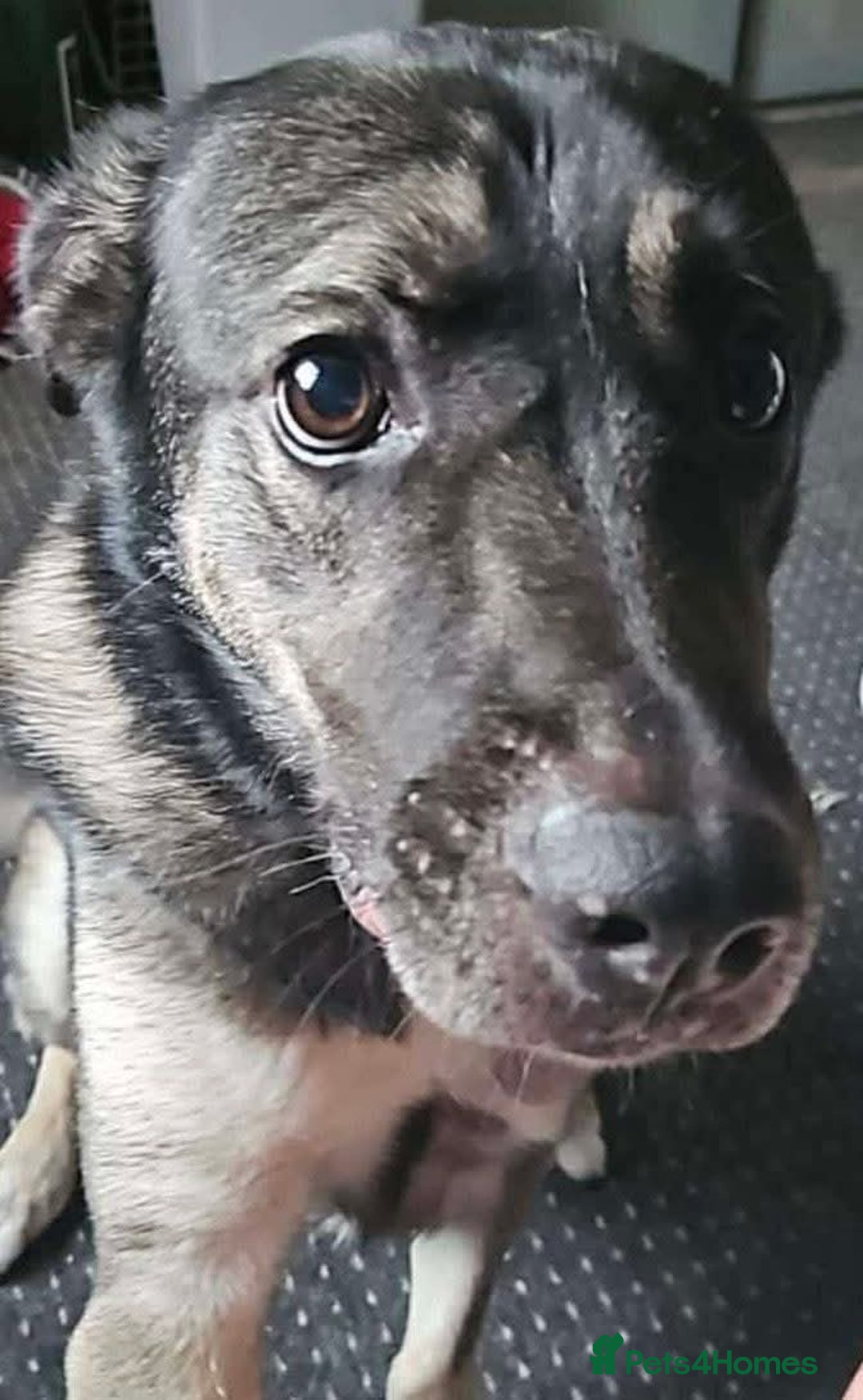Mixed Breed dogs for adoption: Meet Fagan, currently residing in Wales - Image 5