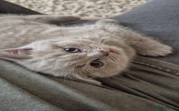 British Shorthair cats for sale: British shorthair female  kittens  - Image 15