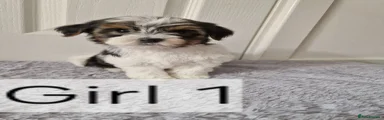 Biewer Terrier 5