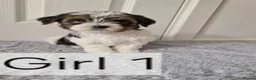 Biewer Terrier dogs for sale: Last 2 beautiful Biewer Terrier Puppies Left to go - Advert 4