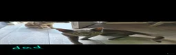 Mixed Breed cats for sale: Gorgeous grey kittens in Nottingham - Advert 12