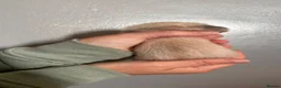 Ferret rodents for sale: ferret kits for sale  - Advert 21