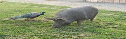 Pig livestock for sale: Iron Age pig - Advert 3