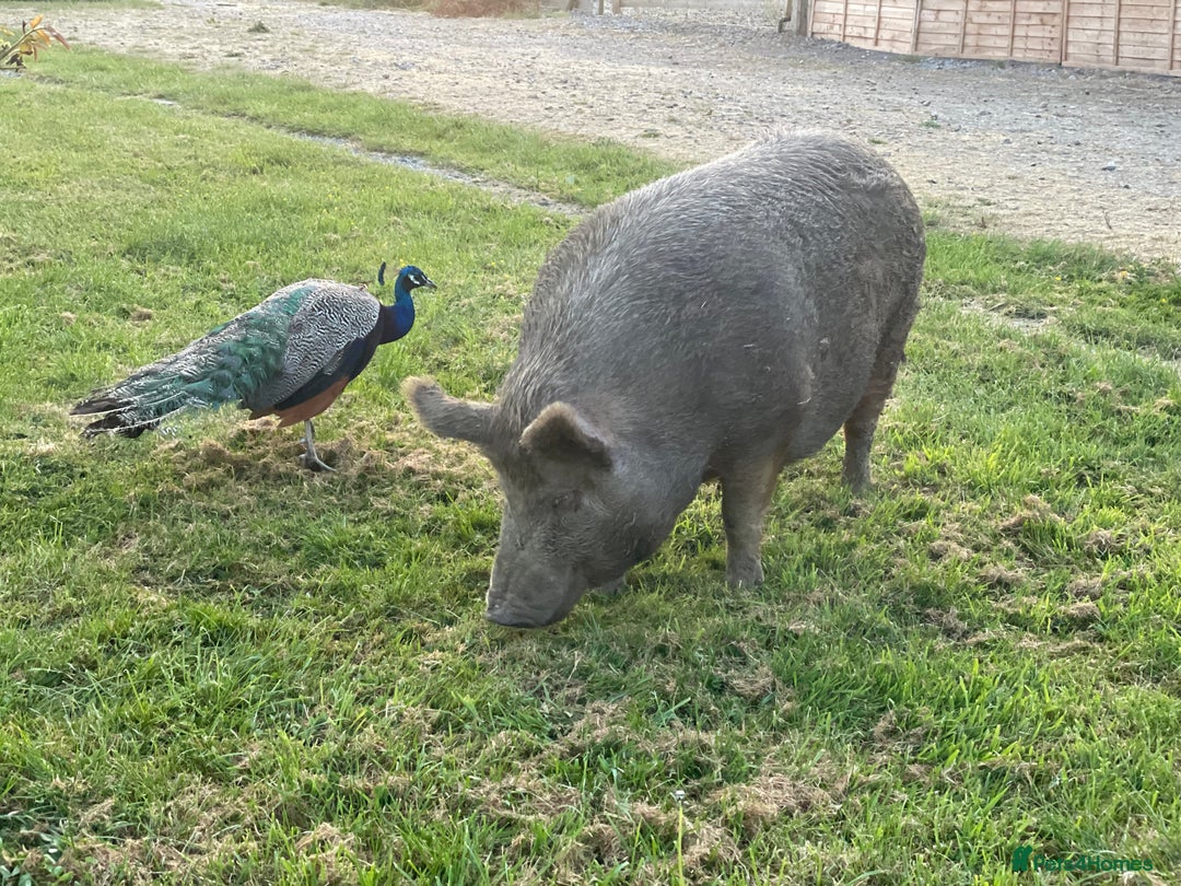 Pig livestock for sale: Three little pigs, Iron Age & Kune - Image 5