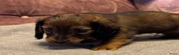 Dachshund dogs for sale: Miniature longhair dachshunds for sale - Advert 15
