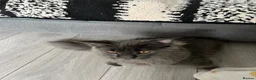 Maine Coon cats for sale: Maine Coon Kittens – 4 Available !!! - Advert 20