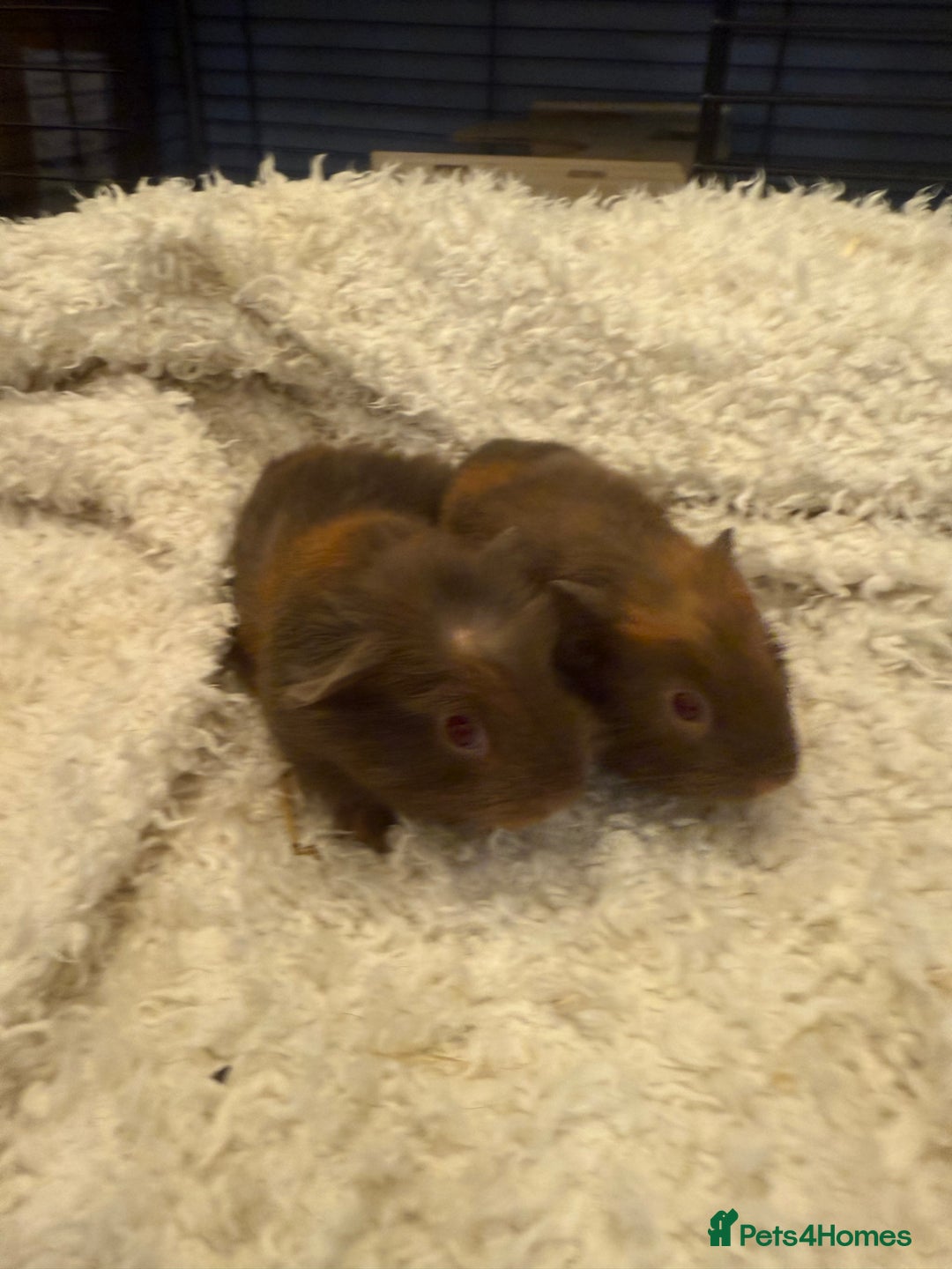 Guinea Pig rodents for sale: Baby guinea pigs  - Advert 1