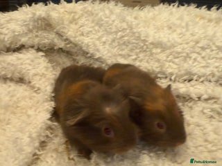 Guinea Pig rodents Baby guinea pigs - Advert 1