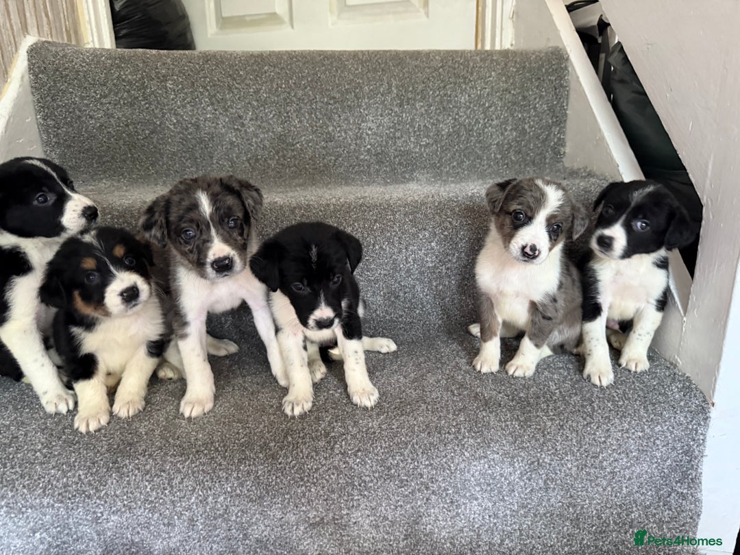 Sprollie dogs for sale: Merle sprollie puppy’s for sale.  - Image 1