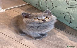 British Shorthair cats for sale: Beautiful Tica Registered Kittens  - Image 2