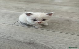 Ragdoll cats for sale: 3 male and 3 female kittens.  - Image 7