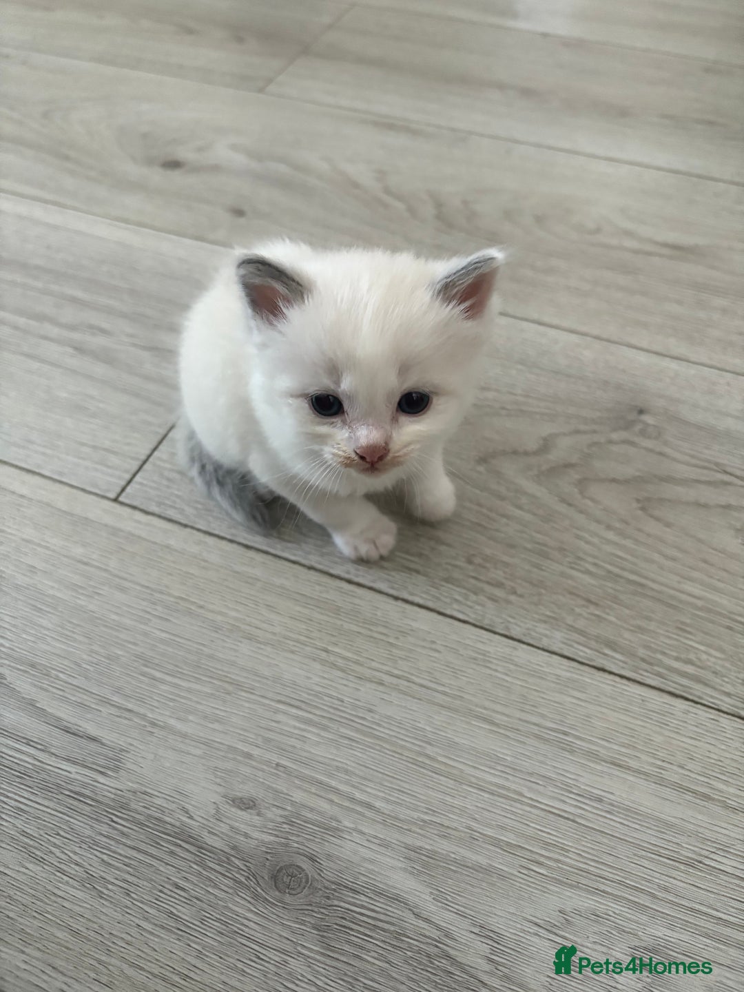 Ragdoll cats for sale: 3 male and 3 female kittens.  - Image 7