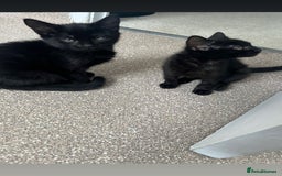 Mixed Breed cats for sale: 3 MONTH OLD BLACK KITTEN  - Image 2